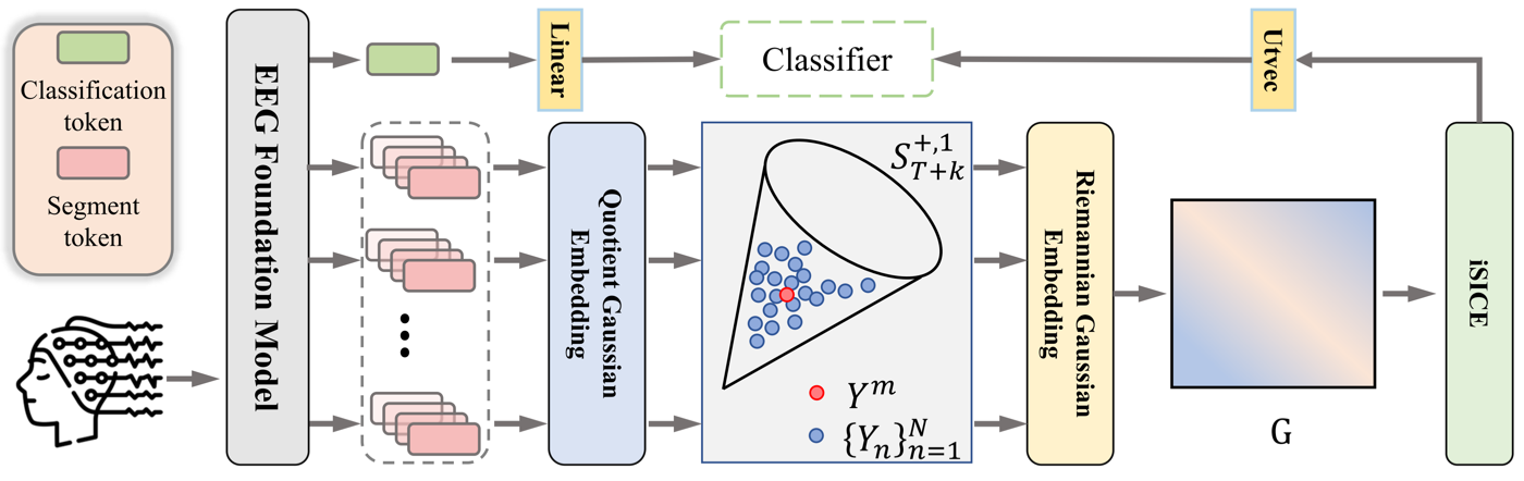 RHOP framework for brain foundation models